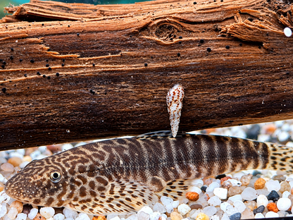 Gebänderter Flossensauger Pseudogastromyzon fasciatus 4-5 cm