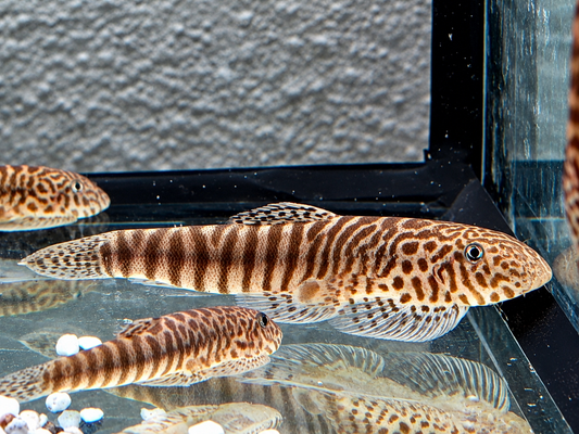Gebänderter Flossensauger Pseudogastromyzon fasciatus 4-5 cm