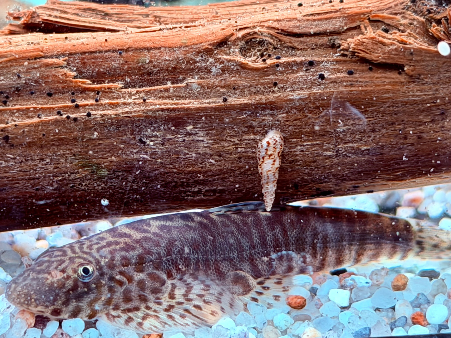 Gebänderter Flossensauger Pseudogastromyzon fasciatus 4-5 cm