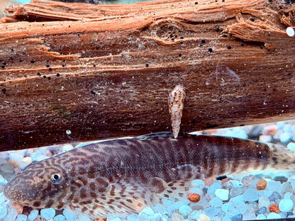 Gebänderter Flossensauger Pseudogastromyzon fasciatus 4-5 cm