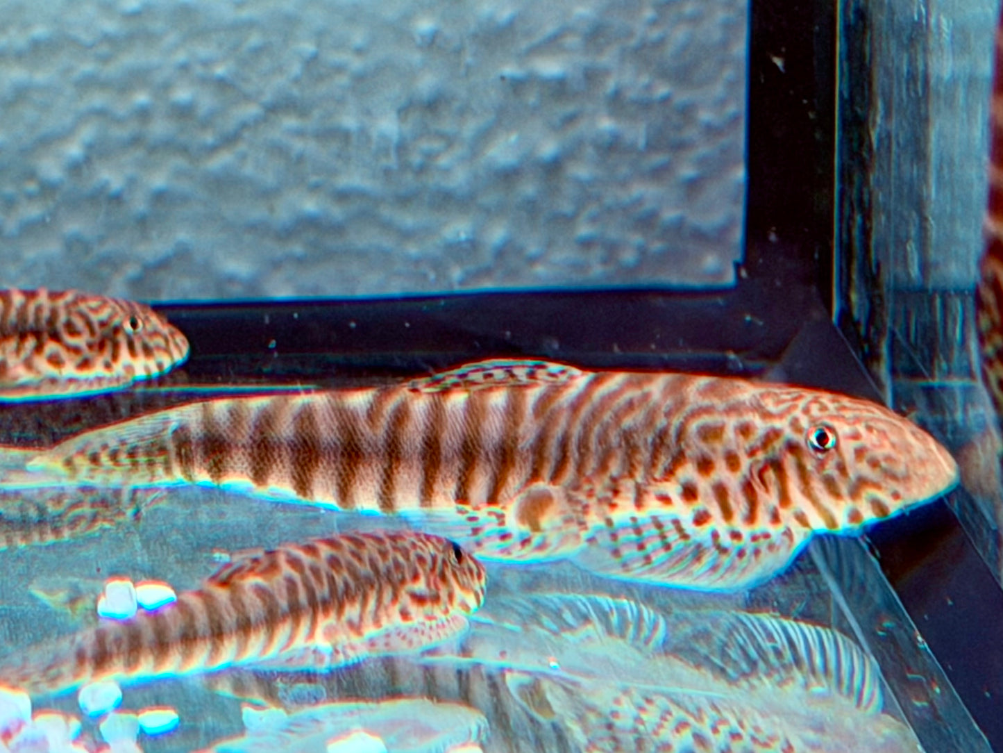 Gebänderter Flossensauger Pseudogastromyzon fasciatus 4-5 cm
