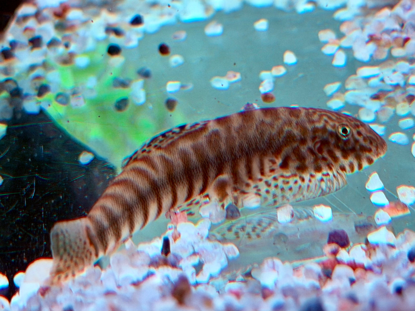 Gebänderter Flossensauger Pseudogastromyzon fasciatus 4-5 cm