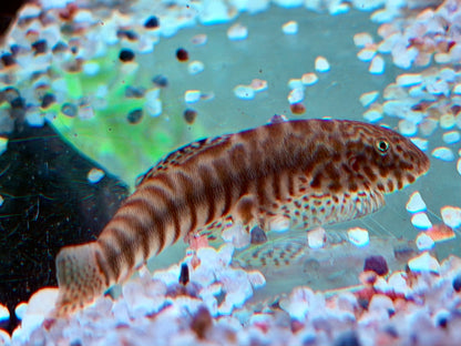 Gebänderter Flossensauger Pseudogastromyzon fasciatus 4-5 cm