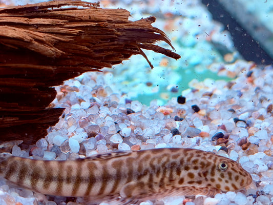 Gebänderter Flossensauger Pseudogastromyzon fasciatus 4-5 cm