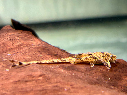Gebänderter Hexenwels Loricaria filamentosa