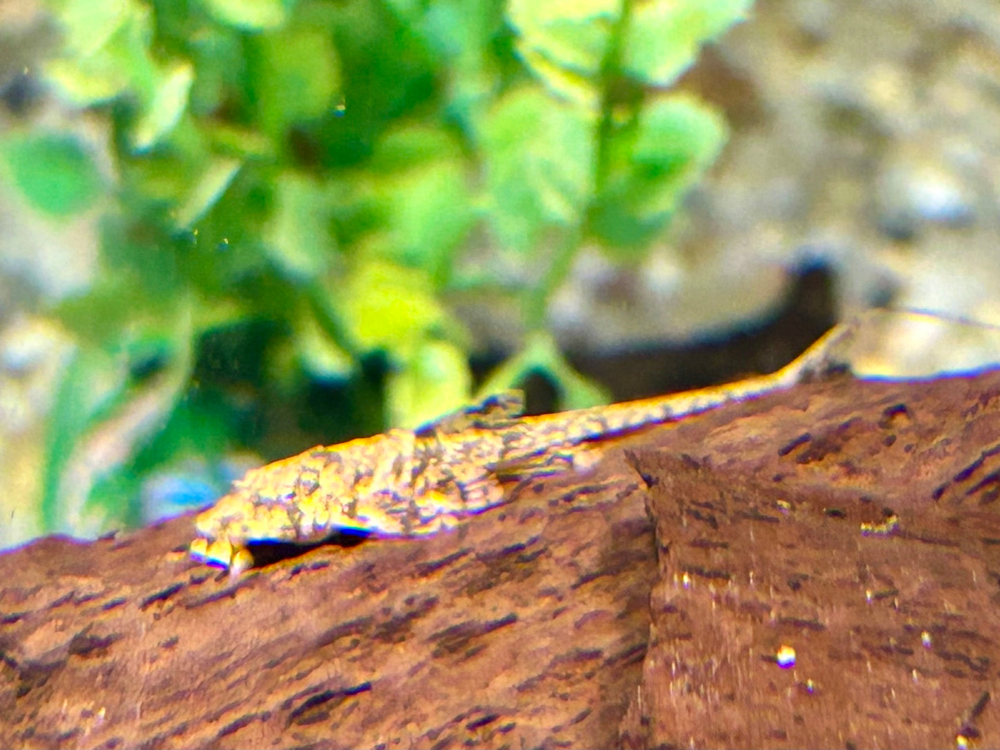Gebänderter Hexenwels Loricaria filamentosa