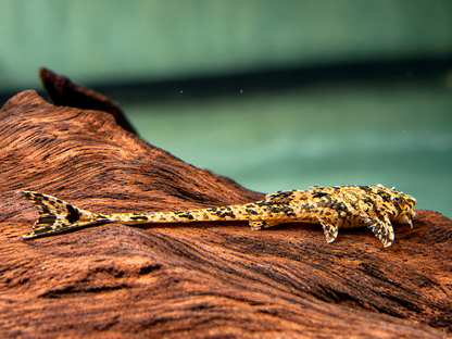 Gebänderter Hexenwels Loricaria filamentosa