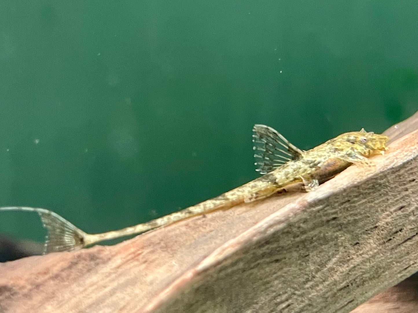 Gebänderter Hexenwels Loricaria filamentosa
