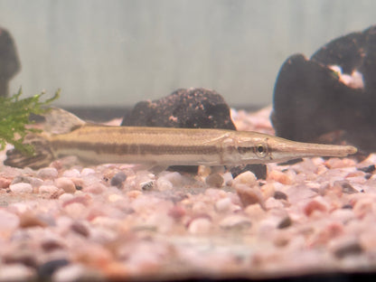 Gefleckter Knochenhecht Kaimanfisch Lepisosteus oculatus