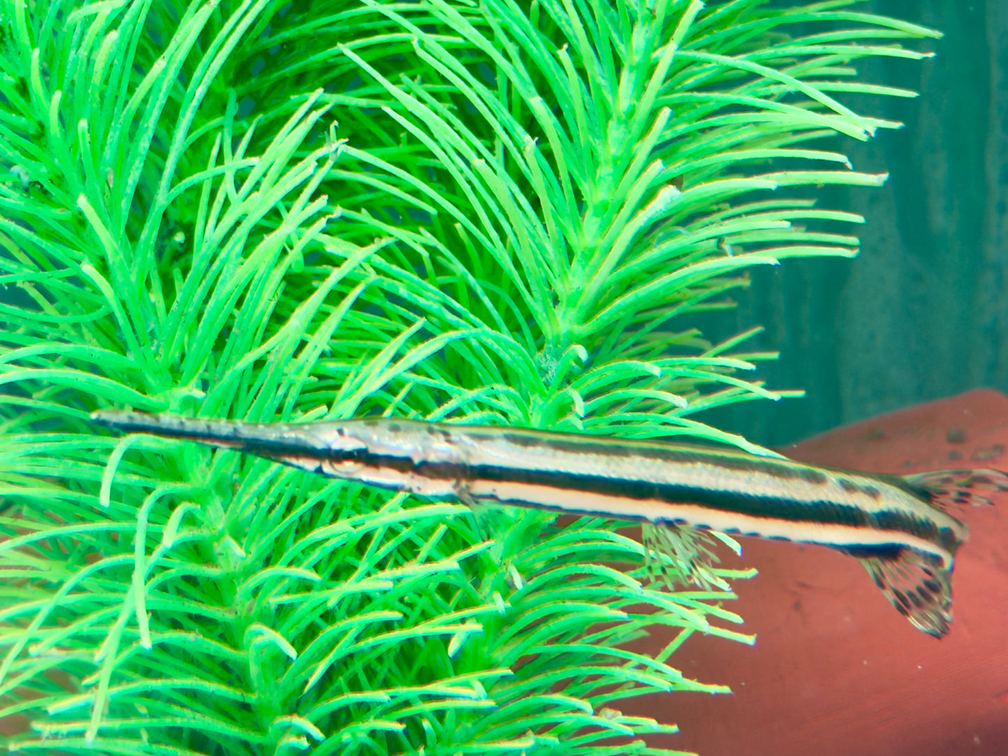 Gefleckter Knochenhecht Kaimanfisch Lepisosteus oculatus