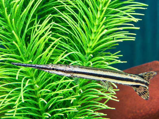 Gefleckter Knochenhecht Kaimanfisch Lepisosteus oculatus