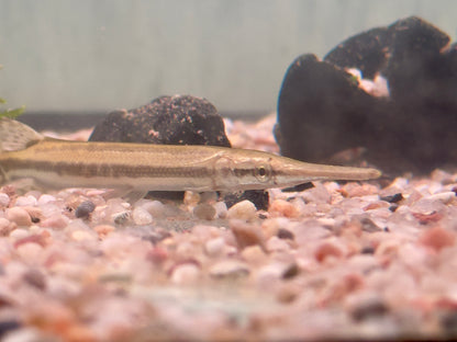 Gefleckter Knochenhecht Kaimanfisch Lepisosteus oculatus
