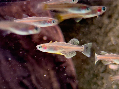 Geflecktes Blauauge Pseudomugil gertrudae