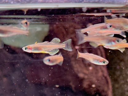 Geflecktes Blauauge Pseudomugil gertrudae