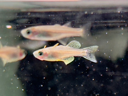 Geflecktes Blauauge Pseudomugil gertrudae
