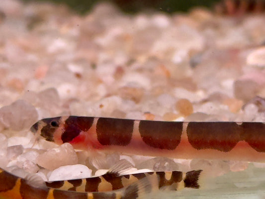 Geflecktes Dornauge Pangio Acanthophthalmus kuhli