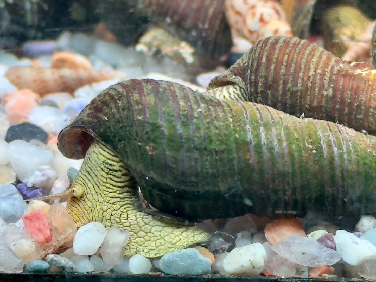 Gelbe Sulawesi Felsenschnecke Tylomelania sp.