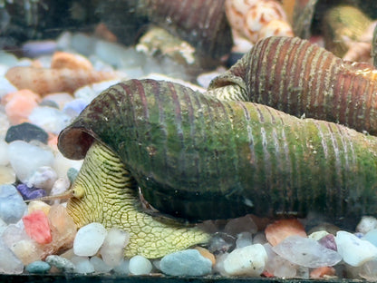 Gelbe Sulawesi Felsenschnecke Tylomelania sp.