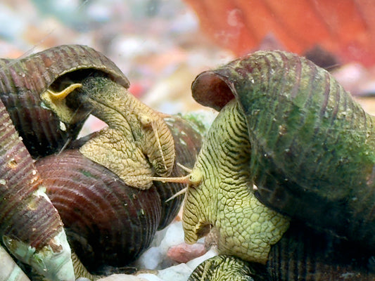 Gelbe Sulawesi Felsenschnecke Tylomelania sp.