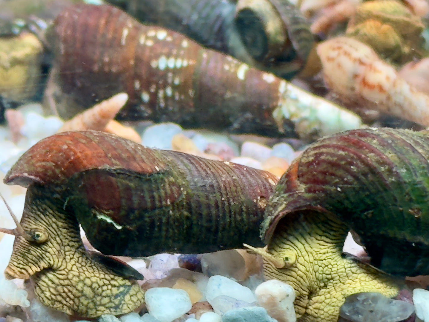 Gelbe Sulawesi Felsenschnecke Tylomelania sp.