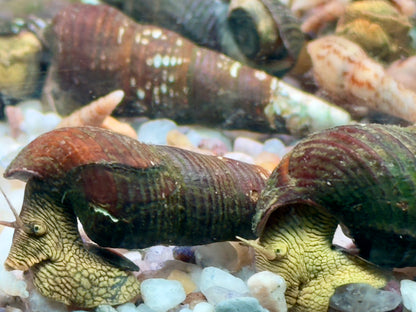 Gelbe Sulawesi Felsenschnecke Tylomelania sp.