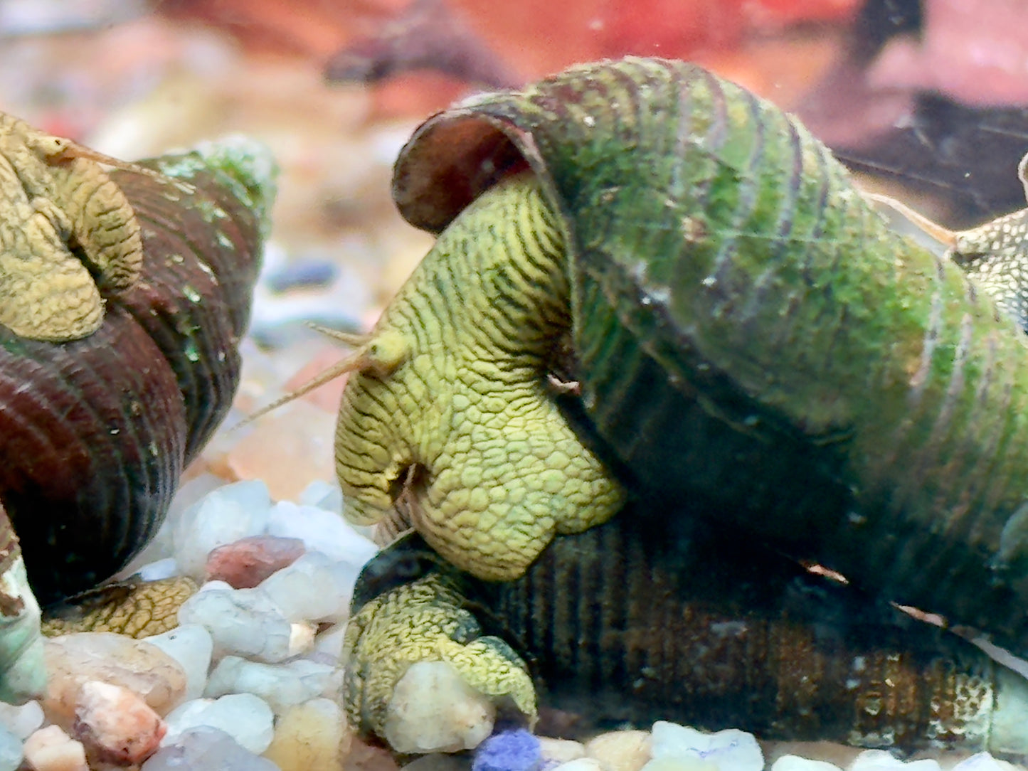 Gelbe Sulawesi Felsenschnecke Tylomelania sp.