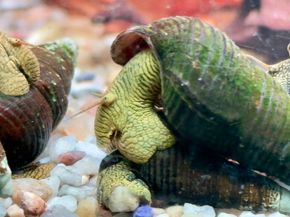 Gelbe Sulawesi Felsenschnecke Tylomelania sp.