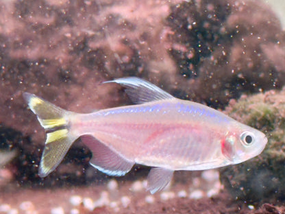 Gelber Kongosalmler Alestopetersius Hemigrammopetersius caudalis