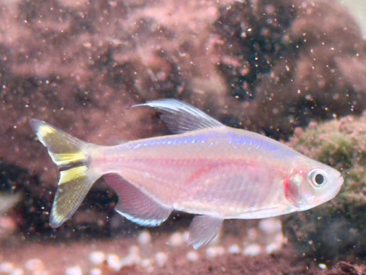 Gelber Kongosalmler Alestopetersius Hemigrammopetersius caudalis