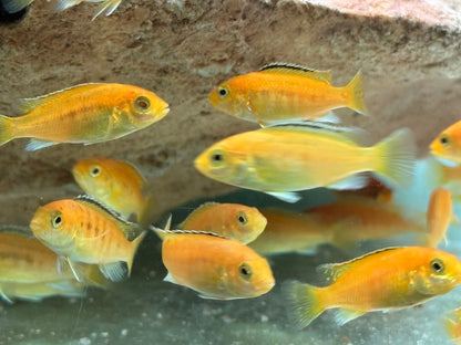 Yellow Gelber Malawibuntbarsch Labidochromis caeruleus