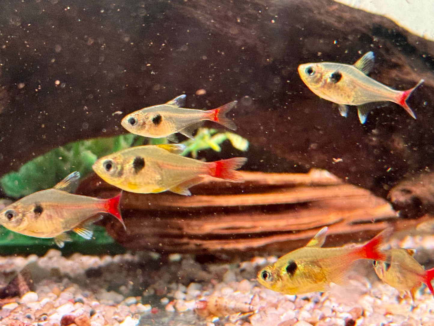Gelber Phantomsalmler Hyphessobrycon roseus