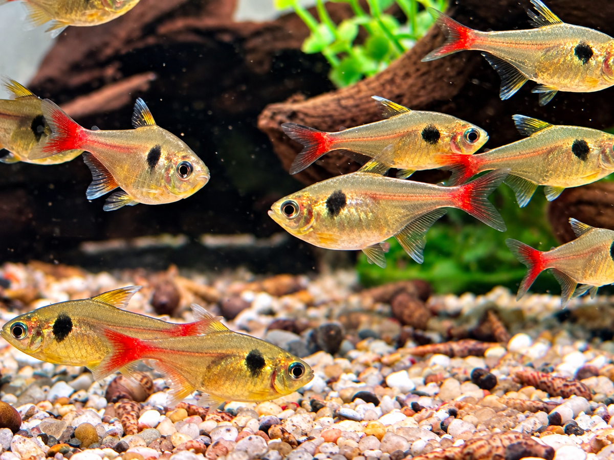 Gelber Phantomsalmler Hyphessobrycon roseus