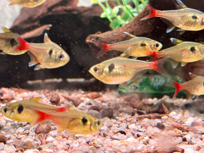 Gelber Phantomsalmler Hyphessobrycon roseus