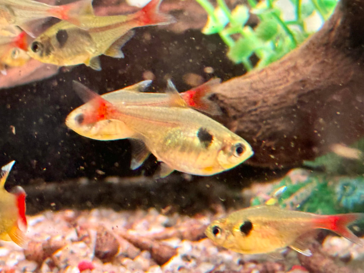 Gelber Phantomsalmler Hyphessobrycon roseus