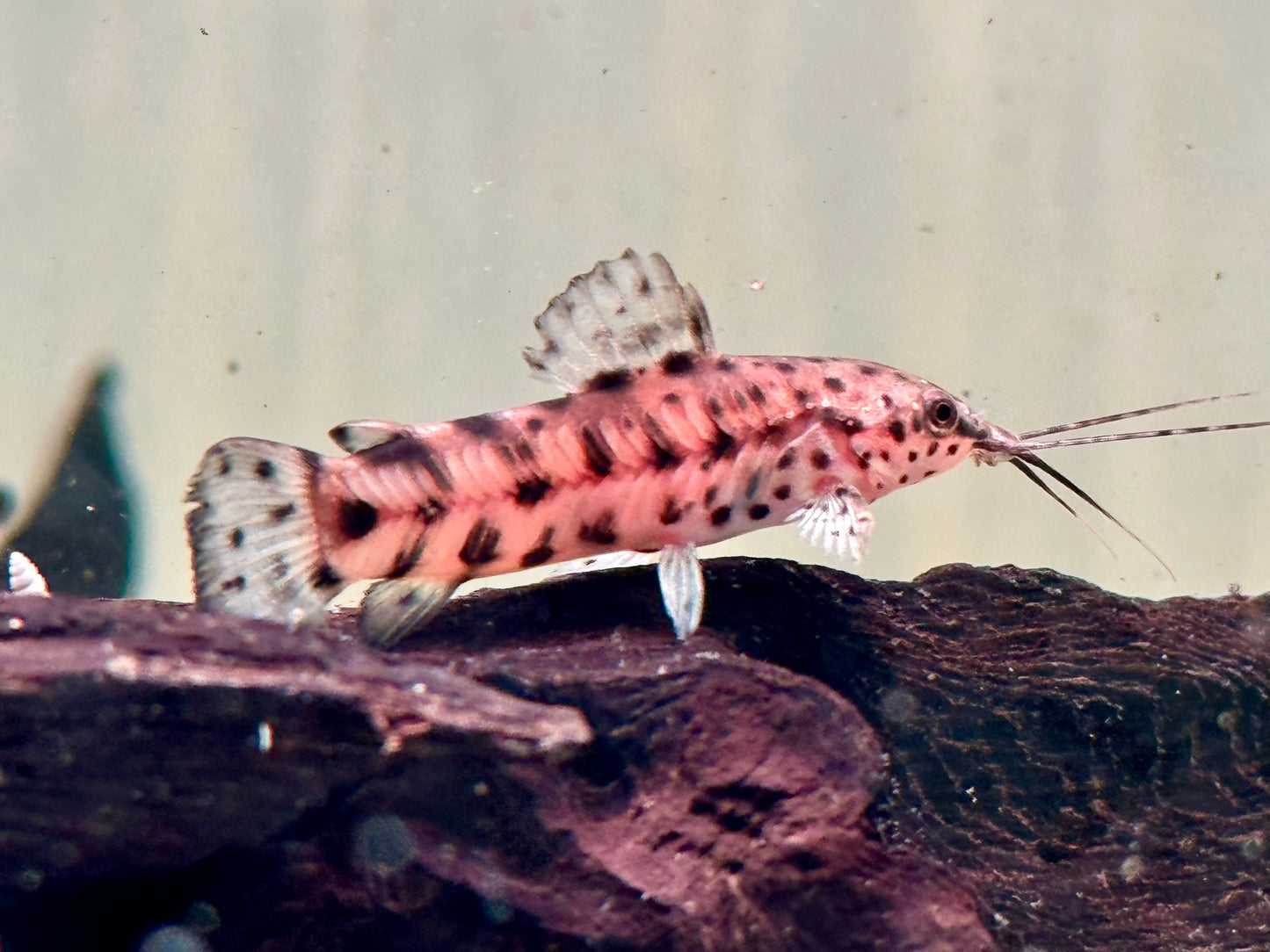Gemalter Schwielenwels Hoplosternum thoracatum
