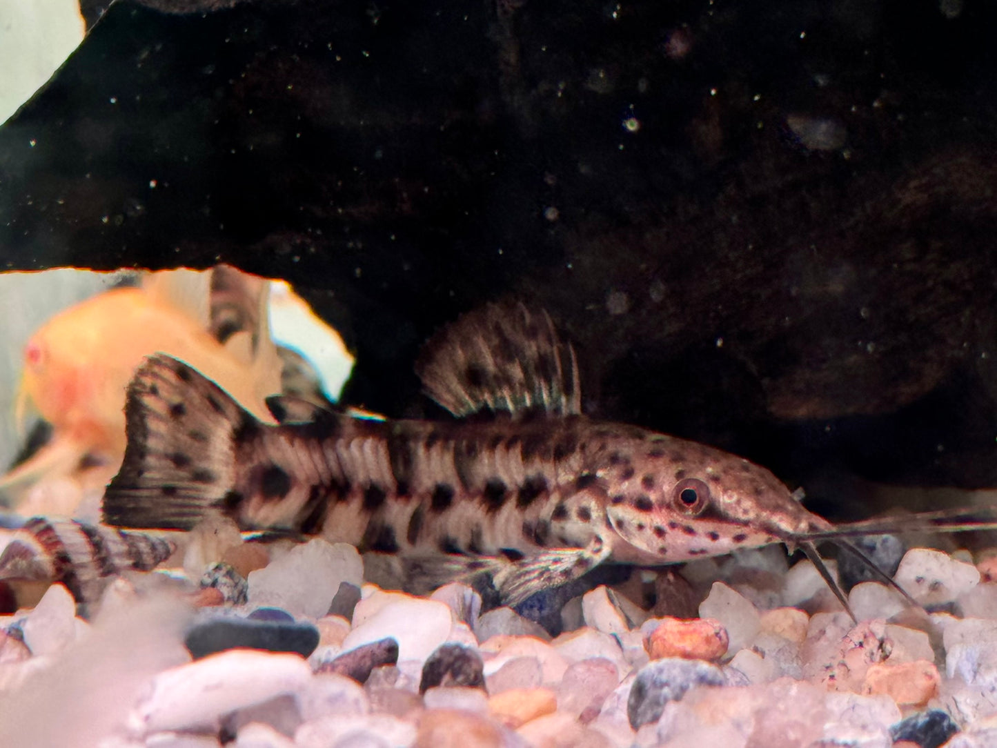 Gemalter Schwielenwels Hoplosternum thoracatum