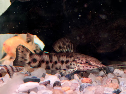 Gemalter Schwielenwels Hoplosternum thoracatum