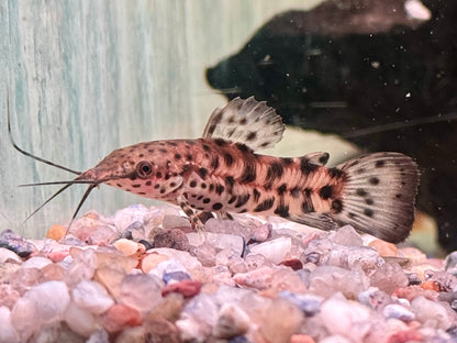 Gemalter Schwielenwels Hoplosternum thoracatum