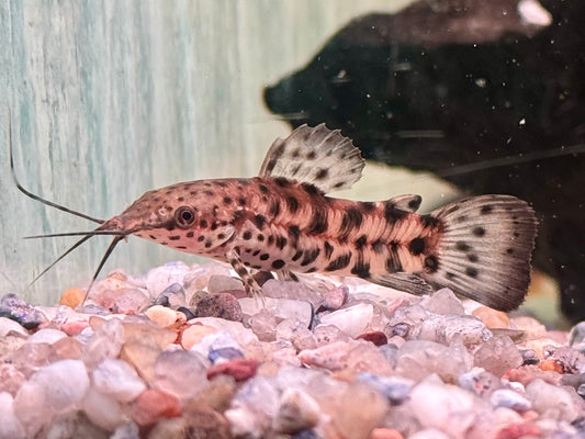 Gemalter Schwielenwels Hoplosternum thoracatum