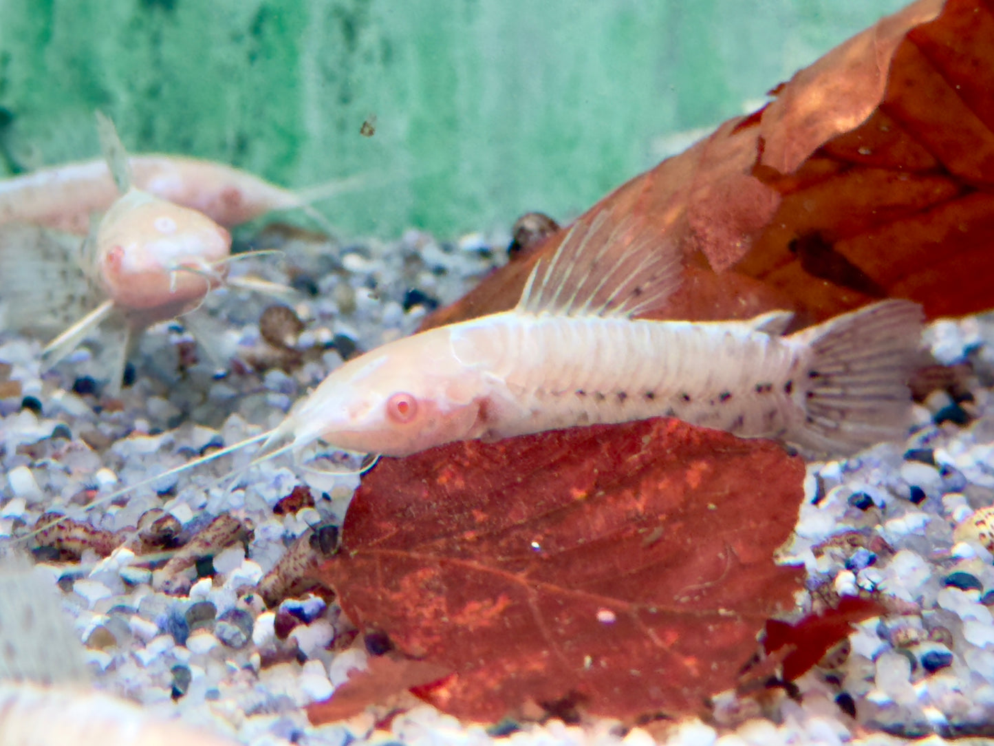 Gemalter Schwielenwels albino Hoplosternum thoracatum
