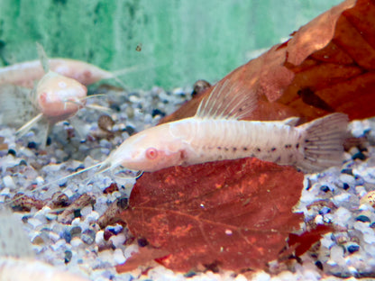 Gemalter Schwielenwels albino Hoplosternum thoracatum