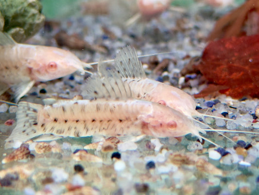 Gemalter Schwielenwels albino Hoplosternum thoracatum