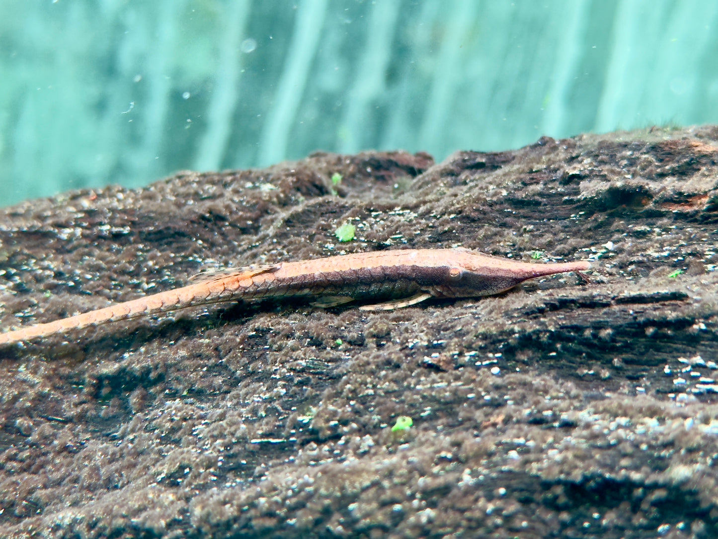 Gemeiner Nadelwels Farlowella acus 6-7 cm