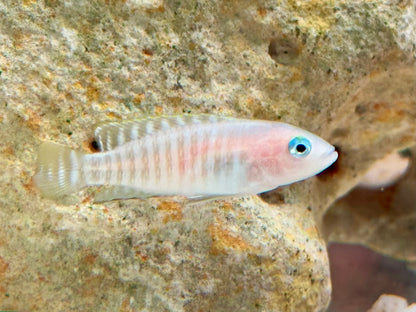 Gestreifter Schneckenbuntbarsch Neolamprologus multifsciatus
