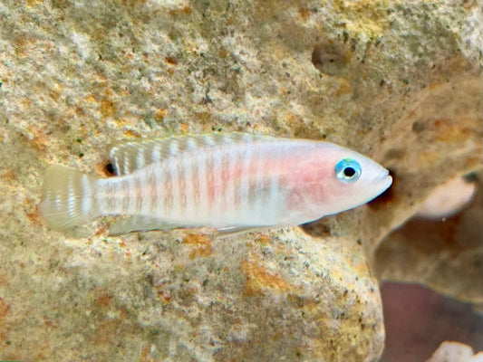 Gestreifter Schneckenbuntbarsch Neolamprologus multifsciatus