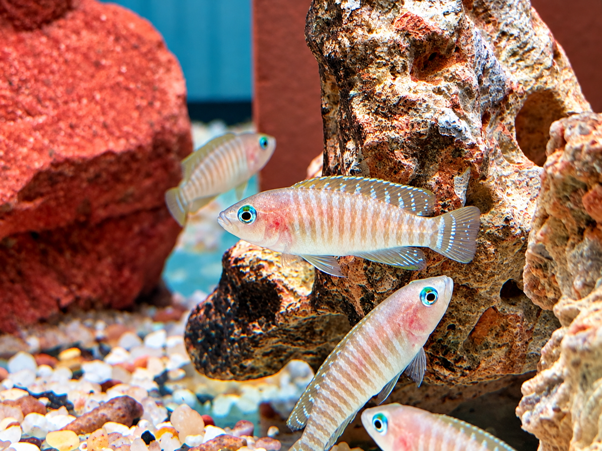 Gestreifter Schneckenbuntbarsch Neolamprologus multifsciatus