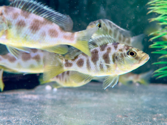Giraffenbuntbarsch Nimbochromis venustus