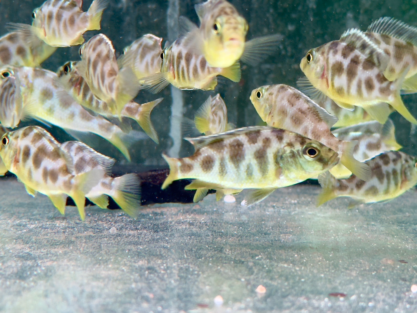 Giraffenbuntbarsch Nimbochromis venustus