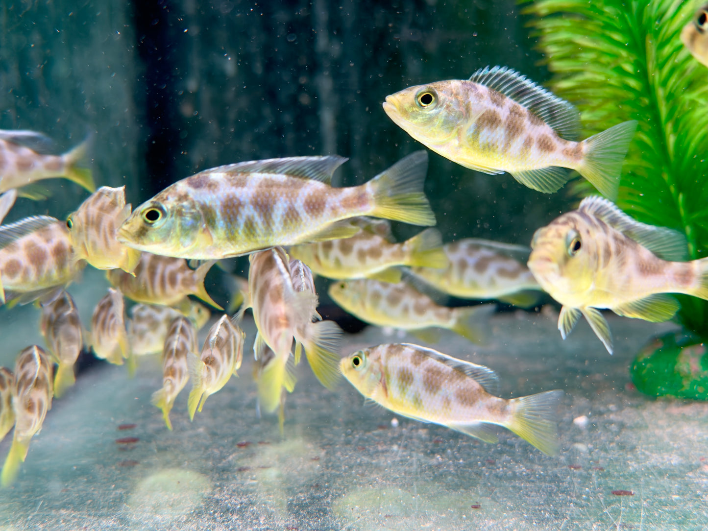 Giraffenbuntbarsch Nimbochromis venustus