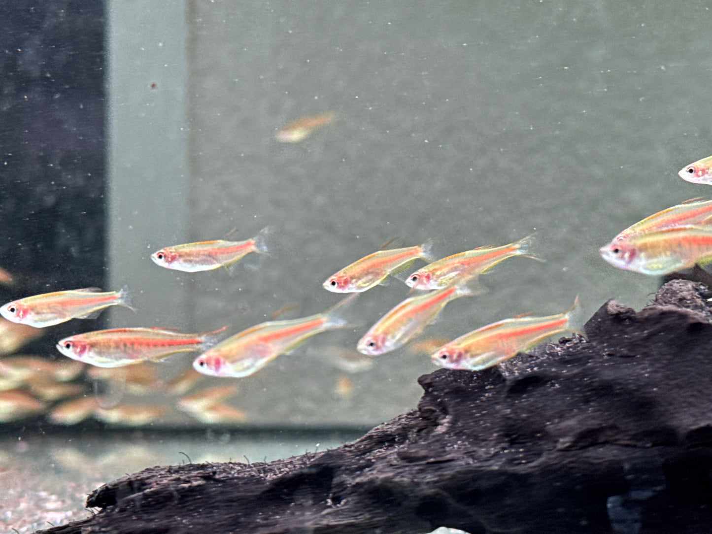 Rubinbärbling I Glühlichtbärbling Danio choprae